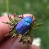 Hoplia coerulea